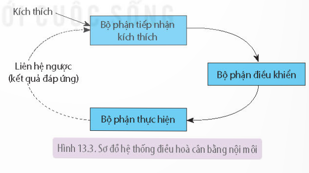 Lý thuyết Bài tiết và cân bằng nội môi - Sinh học 11 Kết nối tri thức</>