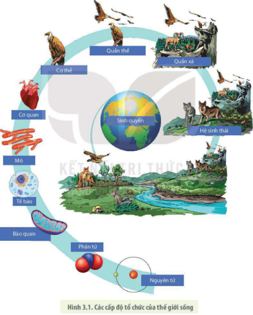 Lý thuyết các cấp độ tổ chức của thế giới sống - Sinh 10 Kết nối tri thức</>