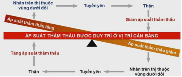 Sinh 11 Bài 20: Lý Thuyết Cân Bằng Nội Môi Và Bài Tập Trắc Nghiệm