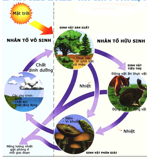 Lý thuyết các cấp độ tổ chức của thế giới sống - Sinh 10 Kết nối tri thức</>