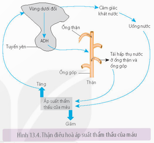 Lý thuyết Bài tiết và cân bằng nội môi - Sinh học 11 Kết nối tri thức</>