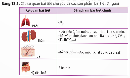 Lý thuyết Bài tiết và cân bằng nội môi - Sinh học 11 Kết nối tri thức</>