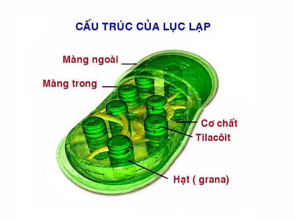 Lục lạp là gì? Cấu tạo lục lạp và những thông tin cần biết