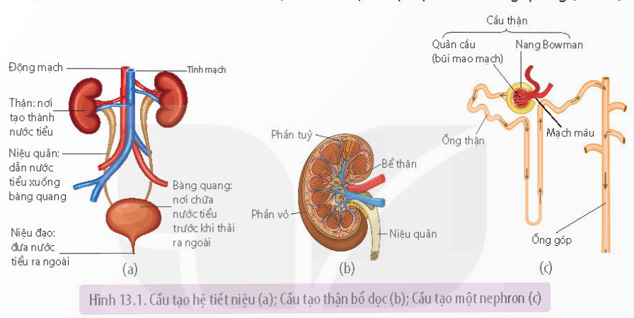 Lý thuyết Bài tiết và cân bằng nội môi - Sinh học 11 Kết nối tri thức</>