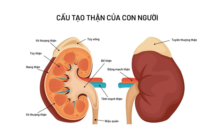 Thận: Cấu tạo, vai trò và một số bệnh lý thường gặp ở thận