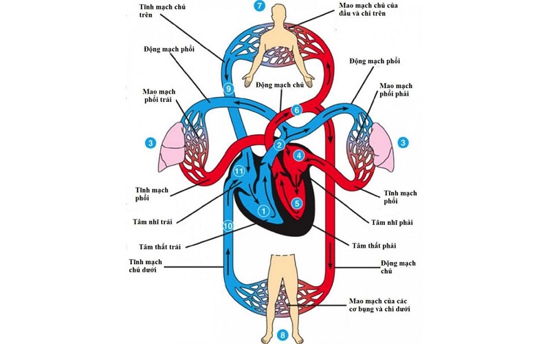 Quả tim và cấu tạo của tim - những điều không phải ai cũng biết