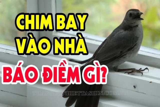 Tổ tiên dặn: 3 loại chim này bay vào nhà có điềm báo, đừng xua đuổi chúng