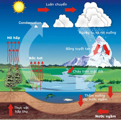 Chu trình sinh địa hóa và sinh quyển</>