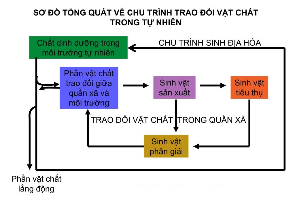 Chu trình sinh địa hóa và sinh quyển</>