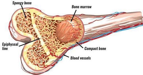 Tất tần tật về bộ xương con người