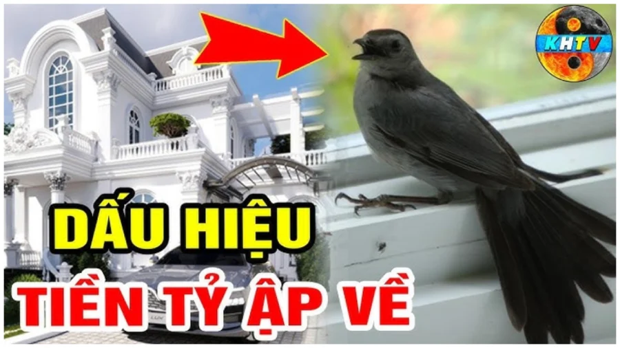 Tổ tiên dặn: 3 loại chim này bay vào nhà có điềm báo, đừng xua đuổi chúng