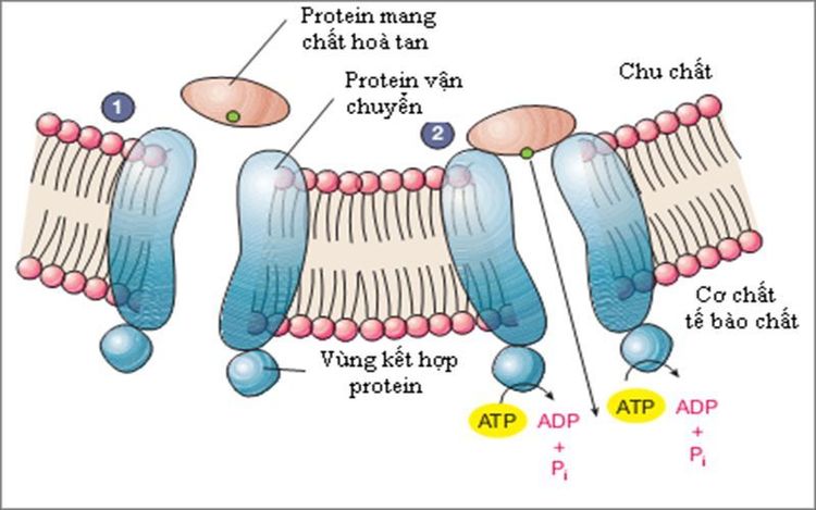 9 chức năng quan trọng của protein đối với cơ thể