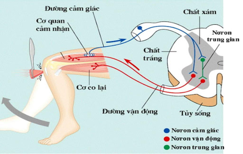 Chức năng của tủy sống và những điều cần biết