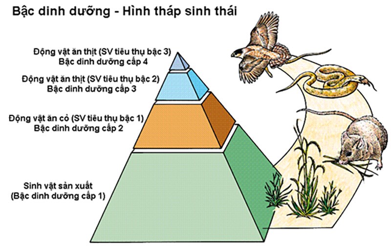 Nhân tố sinh thái là gì: Khái niệm, phân loại, vai trò