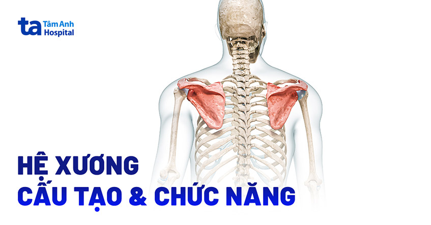 Bộ xương người (hệ xương): Cấu tạo, chức năng