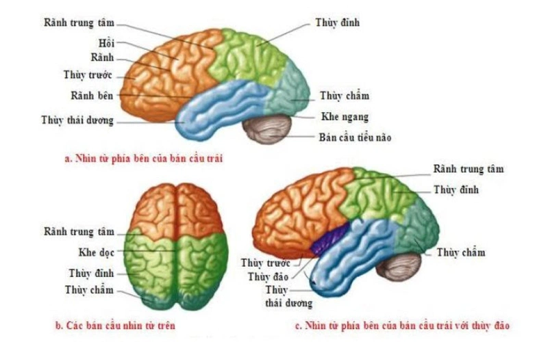 Cấu tạo và một số chức năng của đại não