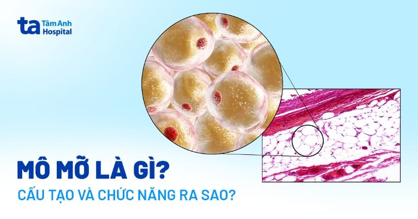 Mô mỡ là gì? Cấu tạo, chức năng, vị trí ở đâu trên cơ thể?