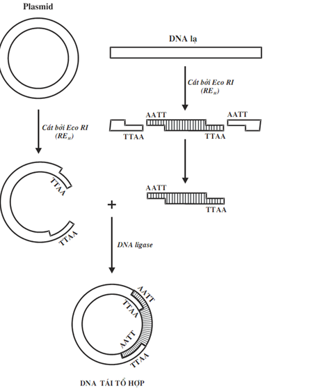 Sinh 12 Bài 20: Tạo Giống Nhờ Công Nghệ Gen Lý Thuyết & Bài Tập