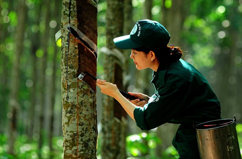 Cao su thiên nhiên là gì? - Đặc tính, ứng dụng của cao su