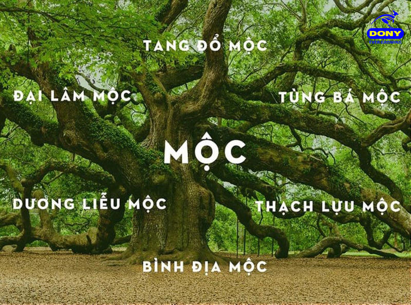 Mệnh mộc hợp màu gì? Diện đồ sao cho đẹp, sang và may mắn