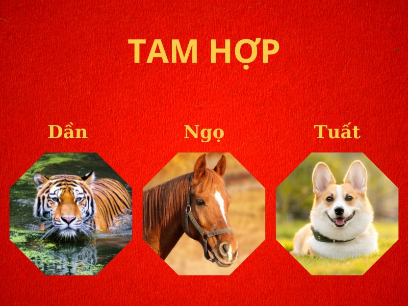 Tuổi Dần tam hợp với tuổi gì?