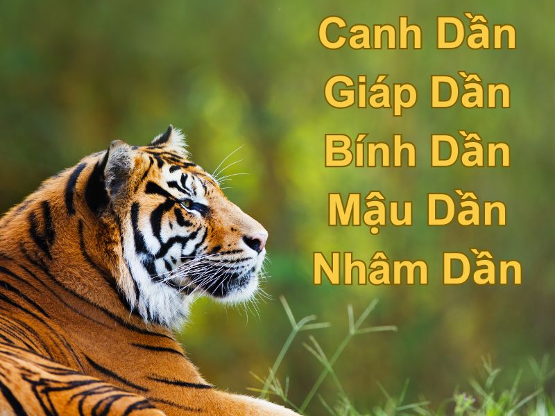 Tuổi Dần tam hợp với tuổi gì?