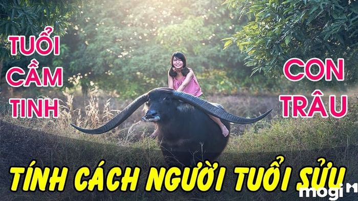 Tuổi Sửu là con gì? Khám phá vận mệnh, tình duyên và sự nghiệp của người tuổi Sửu trong năm nay