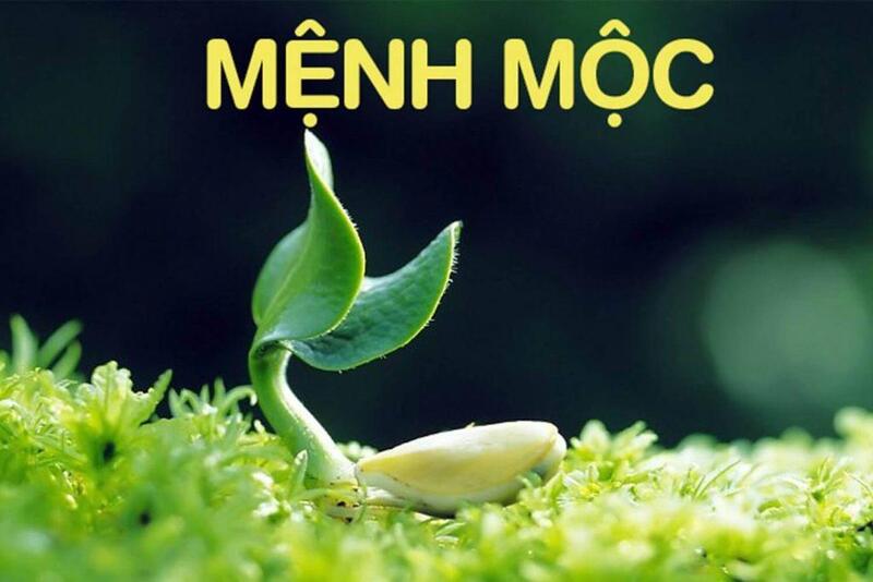 Phong thủy mệnh Mộc hợp màu nào và kỵ màu nào nhất?