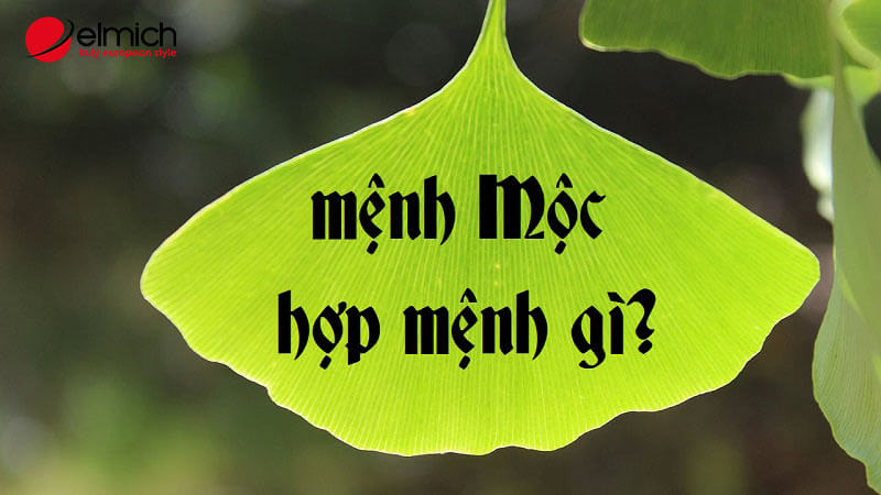 Mệnh Mộc hợp mệnh gì? Giải mã chi tiết A – Z cùng chuyên gia