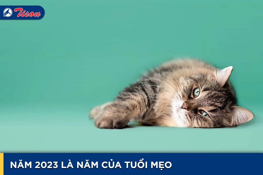 Tuổi Mẹo nên chọn màu sơn gì cho năm 2023 thêm phú quý?