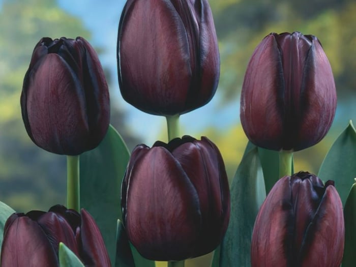 Ý Nghĩa Đặc Biệt của Hoa Tulip Theo Màu Sắc và Số Lượng Trong Việc Tặng Quà