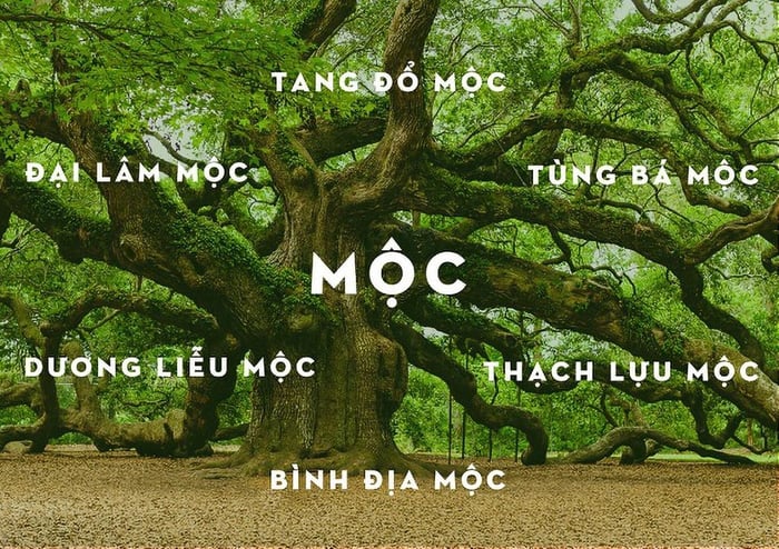 Người Mệnh Mộc - Bí ẩn nằm trong năm sinh | Mytour