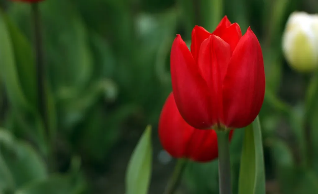 Đặc điểm và ý nghĩa của hoa tulip trong đời sống hiện nay