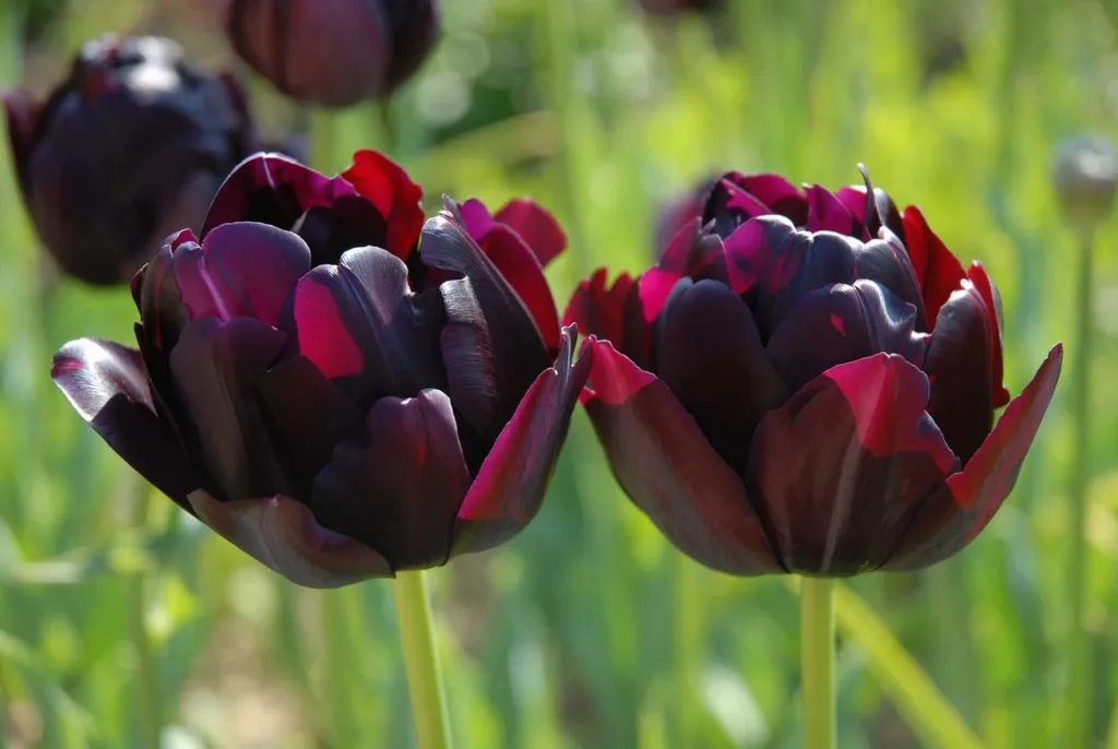 Đặc điểm và ý nghĩa của hoa tulip trong đời sống hiện nay