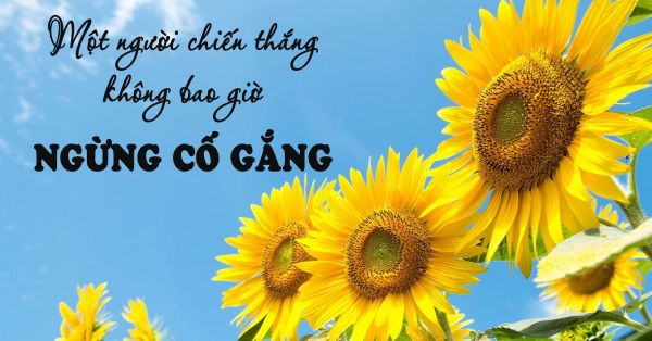 NHỮNG CÂU NÓI HAY VỀ CÔNG VIỆC GIÚP BẠN VỰC DẬY VÀ TIẾP BƯỚC THÀNH CÔNG.