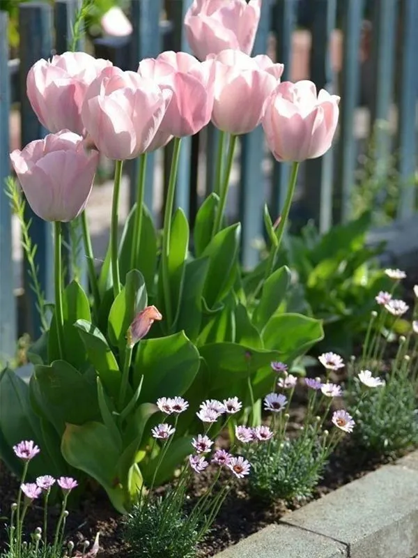 Đặc điểm và ý nghĩa của hoa tulip trong đời sống hiện nay