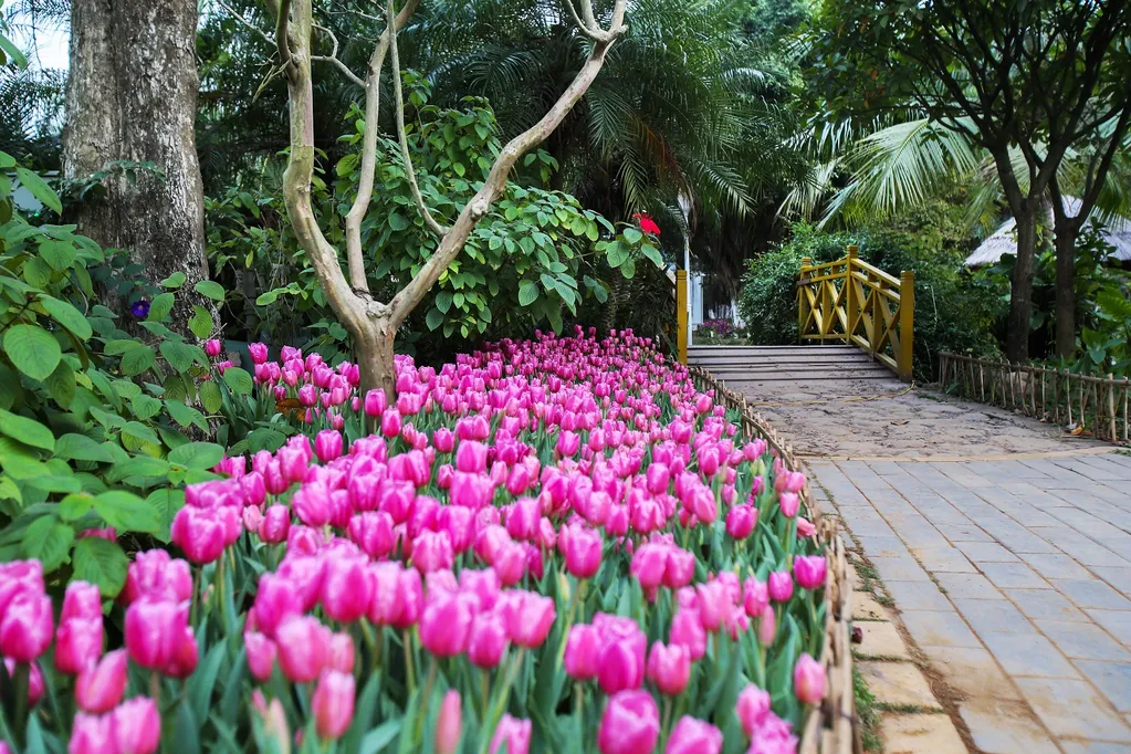 Đặc điểm và ý nghĩa của hoa tulip trong đời sống hiện nay