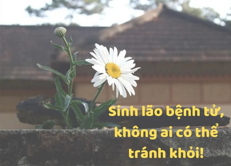 Lời Chia Buồn Đám Tang: Những Lời Động Viên, Sẻ Chia Chân Thành Nhất [keyword]