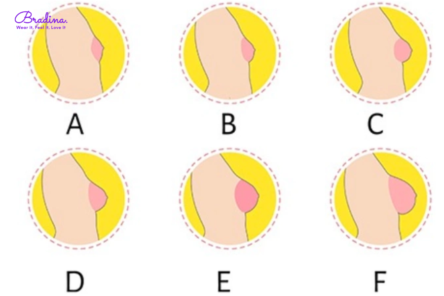 Cúp ngực là gì? Phân biệt cúp ngực A, B, C và D