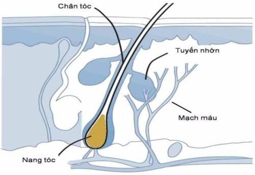 Nang tóc: Chức năng và giải phẫu