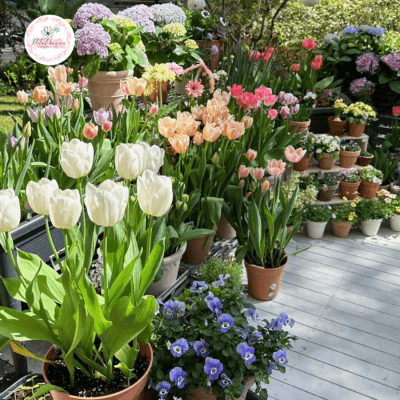 Hoa Tulip Có Ý Nghĩa Gì Trong Tình Yêu? Khám phá 6 Bí Ẩn Của Hoa Tulip