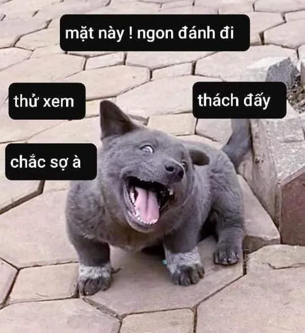 Tổng kết bộ sưu tập meme tát hài hước để thức tỉnh