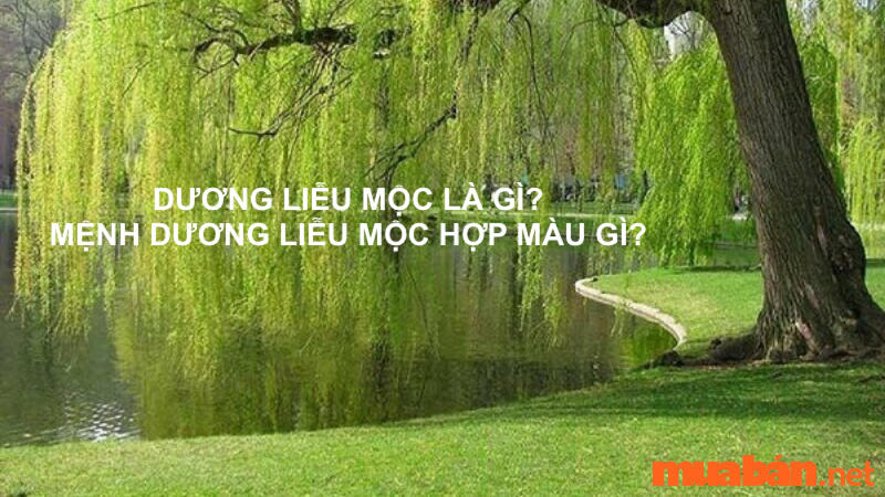 Dương Liễu Mộc là gì? Mệnh Dương Liễu Mộc hợp màu gì? Mệnh gì? Hướng nào?