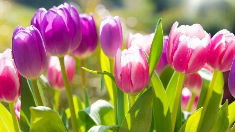 TOP 101+ ảnh hoa Tulip đẹp lung linh làm hình nền điện thoại