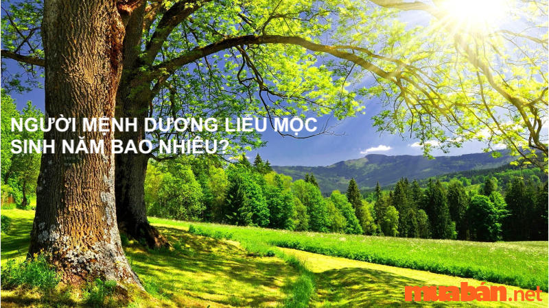 Dương Liễu Mộc là gì? Mệnh Dương Liễu Mộc hợp màu gì? Mệnh gì? Hướng nào?