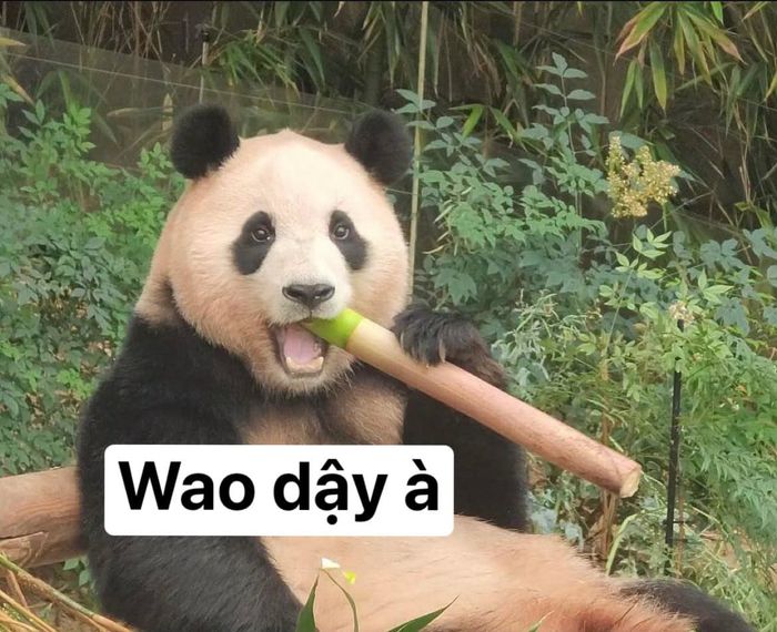 Bộ Meme Trung Quốc: Cuộc phiêu lưu hài hước và độc đáo