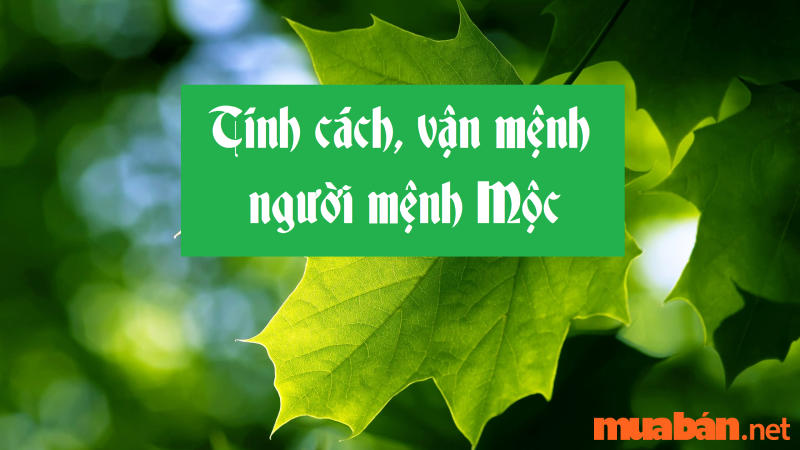 Dương Liễu Mộc là gì? Mệnh Dương Liễu Mộc hợp màu gì? Mệnh gì? Hướng nào?