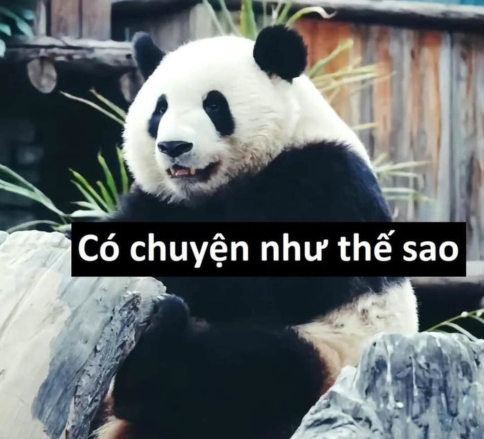 Bộ Meme Trung Quốc: Cuộc phiêu lưu hài hước và độc đáo