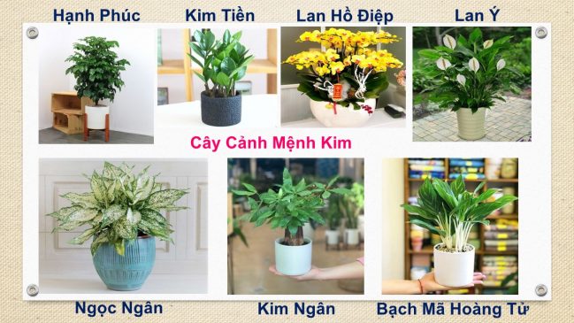 Tuổi Hợi hợp cây gì? Cây phong thủy tuổi Hợi: 1971, 1983, 1995, 2007