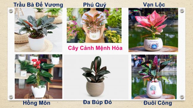 Tuổi Hợi hợp cây gì? Cây phong thủy tuổi Hợi: 1971, 1983, 1995, 2007